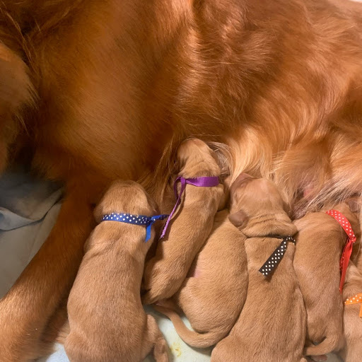 Pups1